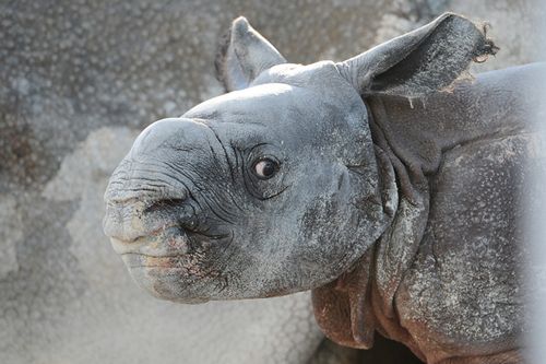 Rhino-1 Rhino-1
