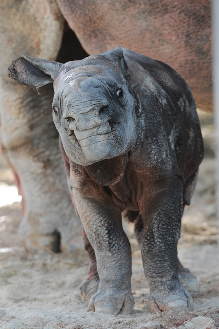 Rhino-4 Rhino-4