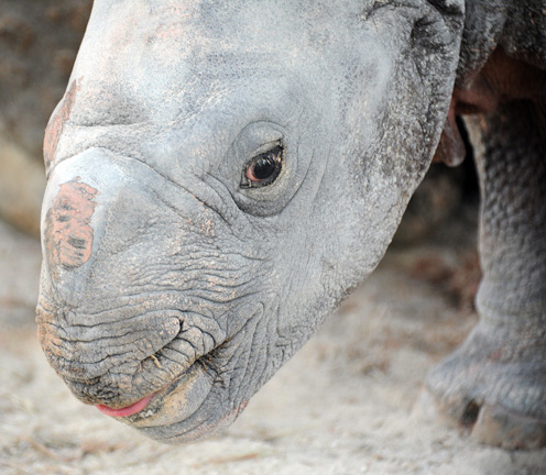 Rhino-12 Rhino-12