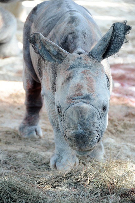 Rhino-7 Rhino-7