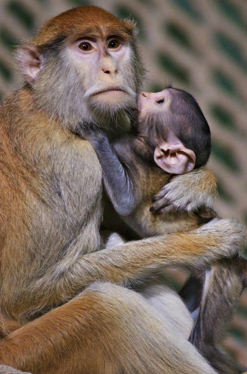 CU mom baby CU mom baby