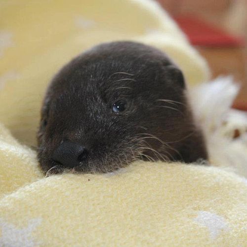 Otter-Pup-Virginia10 Otter-Pup-Virginia10