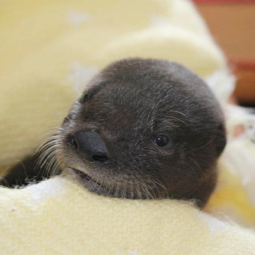 Otter-Pup-Virginia7 Otter-Pup-Virginia7