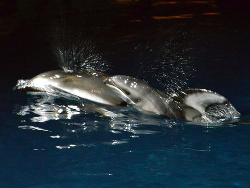 Shedd Dolphin Pup 2 Shedd Dolphin Pup 2