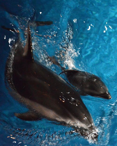 Shedd Dolphin Pup 3 Shedd Dolphin Pup 3