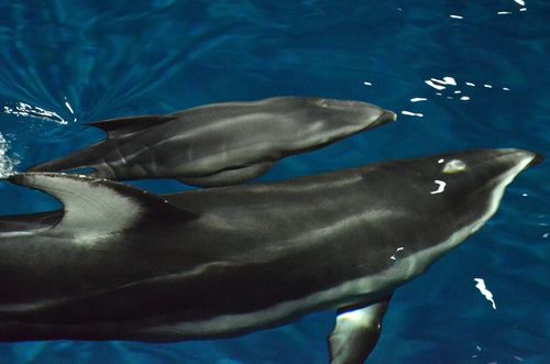 Shedd Dolphin Pup 5 Shedd Dolphin Pup 5