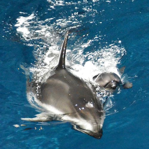 Shedd Dolphin Pup 6 Shedd Dolphin Pup 6