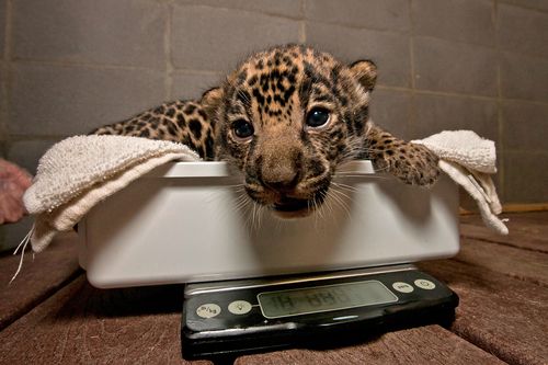 JaguarCub_05.09.12_Web JaguarCub_05.09.12_Web