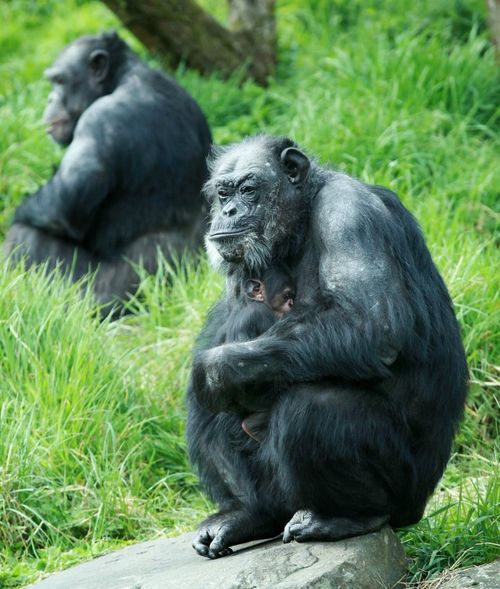 2 chimps 2 chimps