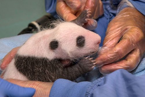 BabyPanda_002_Web BabyPanda_002_Web