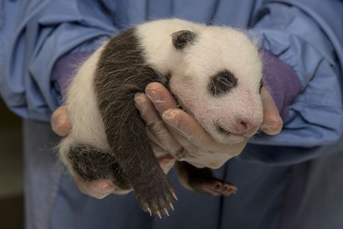 BabyPandaExam2_001_Web BabyPandaExam2_001_Web