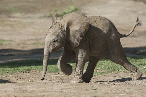 ElephantCalfName_09.18.12_Web ElephantCalfName_09.18.12_Web