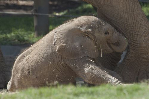 Babyelephant1 Babyelephant1
