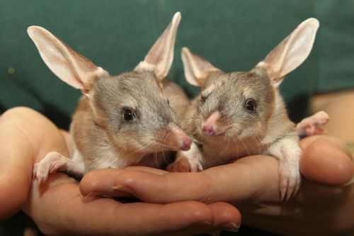Bilby2