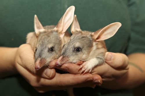 Bilby3