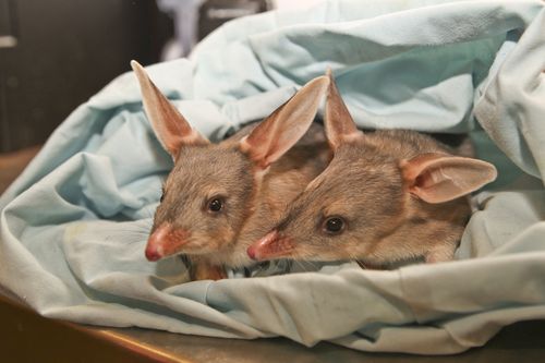 Bilby