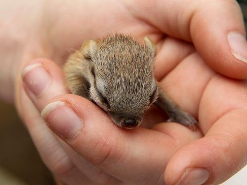 Numbat3 Numbat3