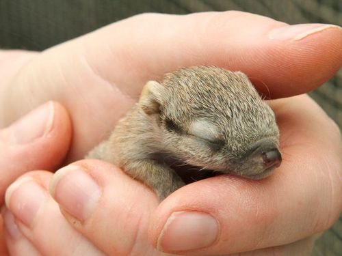 Numbat2 Numbat2