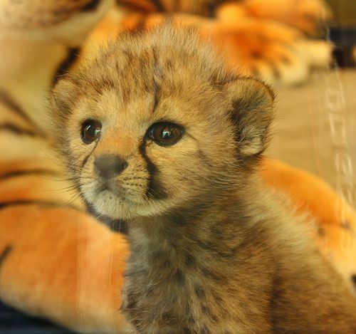 Cincinnati-Zoo-Cheetah-and-Keeper-3 Cincinnati-Zoo-Cheetah-and-Keeper-3