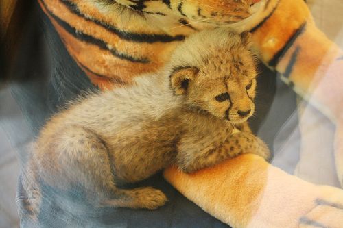 Cincinnati-Zoo-Cheetah-and-Keeper-4 Cincinnati-Zoo-Cheetah-and-Keeper-4
