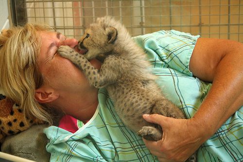 Cincinnati-Zoo-Cheetah-and-Keeper-2 Cincinnati-Zoo-Cheetah-and-Keeper-2