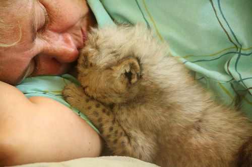 Cincinnati-Zoo-Cheetah-and-Keeper Cincinnati-Zoo-Cheetah-and-Keeper