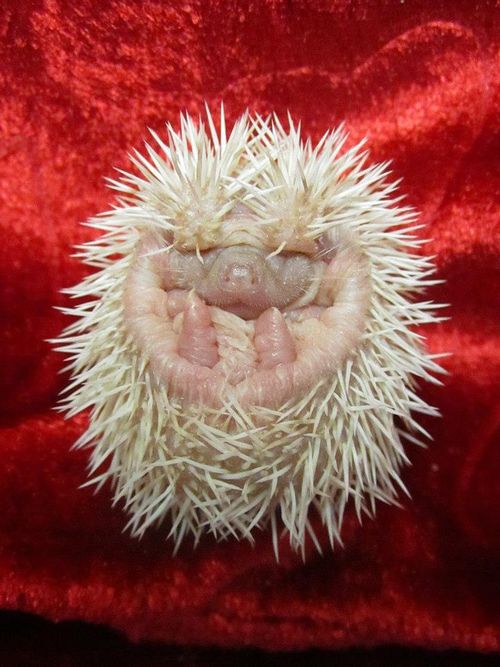 Porcupines Cameron Park Zoo