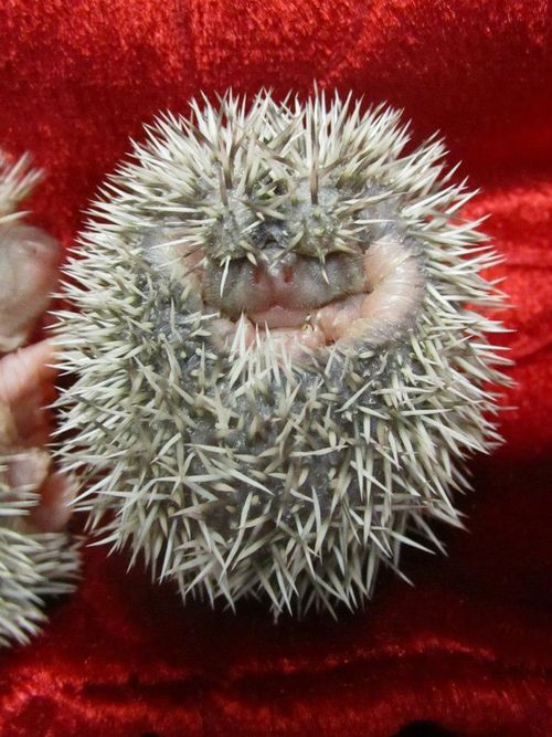 Porcupines Cameron Park Zoo 2