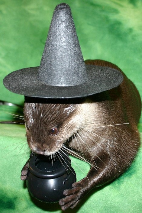 Otter NBPT Aq Otter NBPT Aq