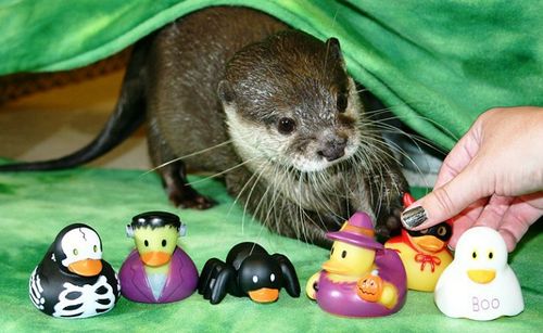 Npt Aq Otter Npt Aq Otter