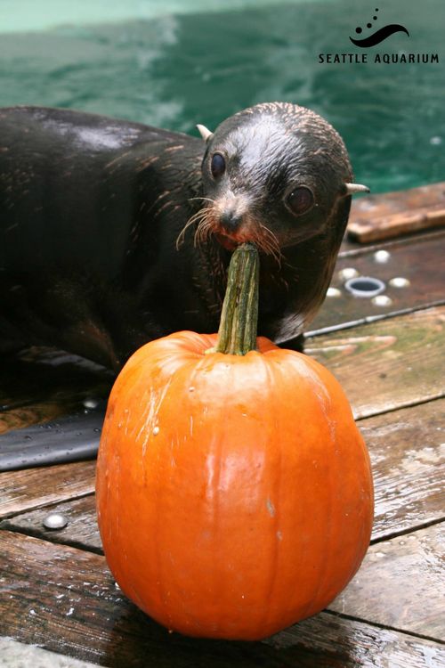 Seattle Aw sea lion Woody Seattle Aw sea lion Woody