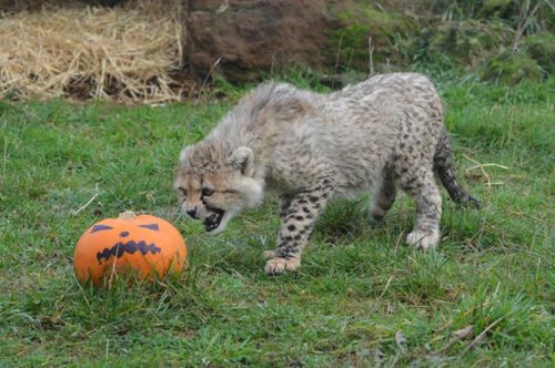 WHipsnade Zoo cheetah cubs growling-at-pumpkin-12676 WHipsnade Zoo cheetah cubs growling-at-pumpkin-12676