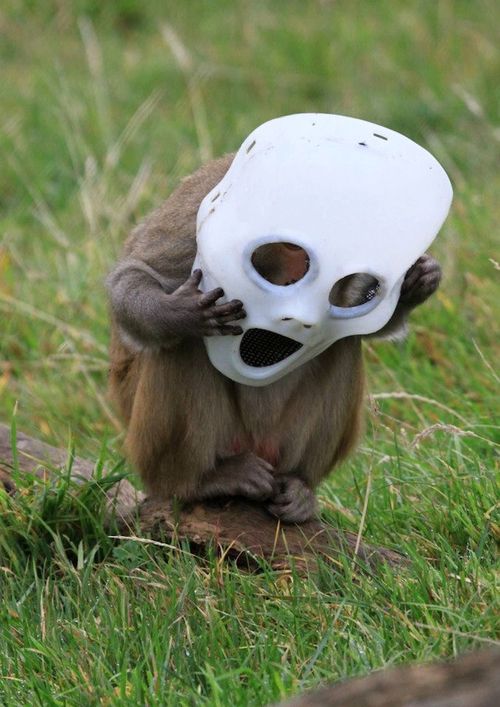 Longleat 3 Longleat 3
