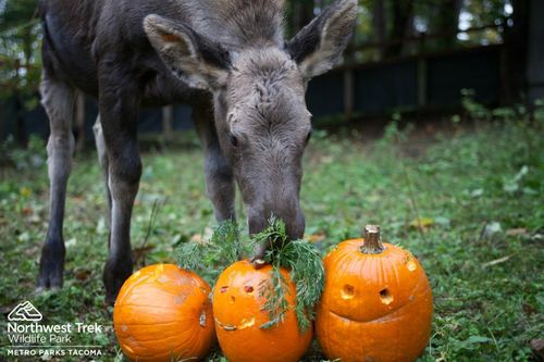 NW Trek Wldfl pk Moose calk NW Trek Wldfl pk Moose calk
