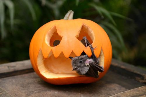 Hubertina fruit bat Paradise Wldlf pk Hubertina fruit bat Paradise Wldlf pk