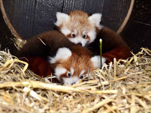 Red-Panda-_-Paignton-Zoo Red-Panda-_-Paignton-Zoo
