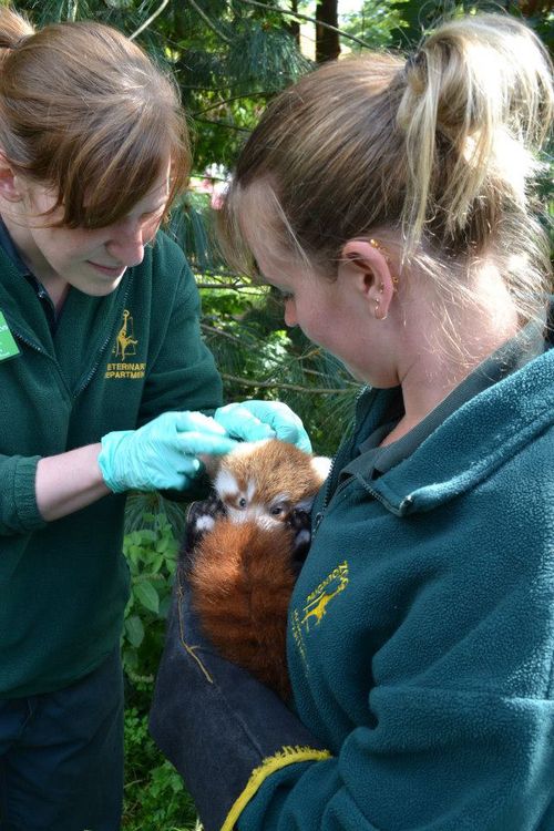 Red-Panda-_-Paignton-Zoo2 Red-Panda-_-Paignton-Zoo2