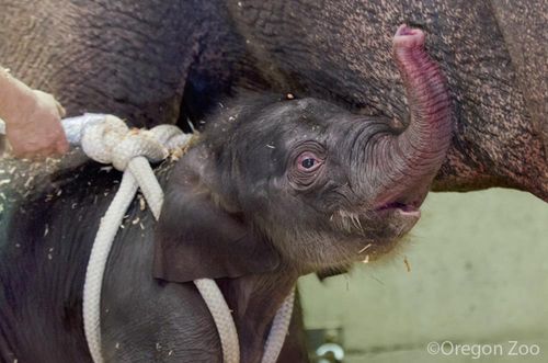 Oregon-Zoo-Elephant-Calf Oregon-Zoo-Elephant-Calf
