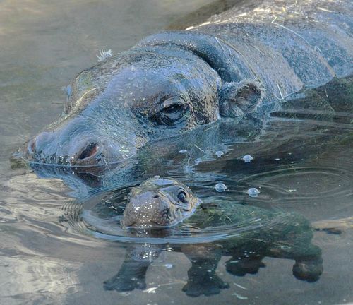 Hippo swimming.jpg.jpg Hippo swimming.jpg.jpg