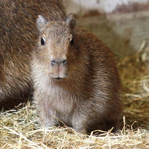 Belfast-Zoo-Capybara3 Belfast-Zoo-Capybara3