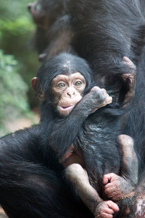 Shangwe Clings to Arm 1 Shangwe Clings to Arm 1