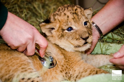 Lion 1 Lion 1