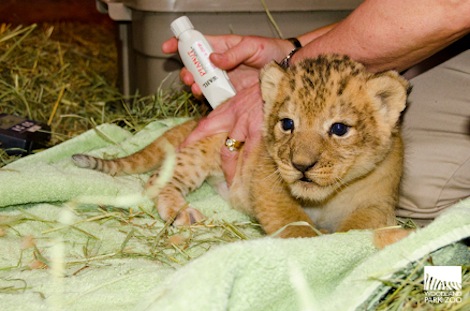 Lion 4 Lion 4
