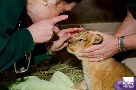 Lion 3 Lion 3