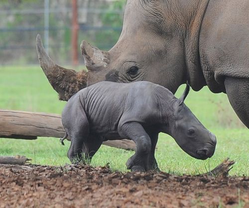 Rhino side Rhino side
