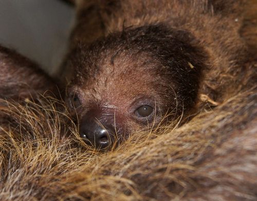 Sloth CU Sloth CU