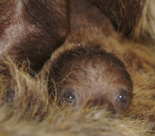 Sloth CU 2 Sloth CU 2