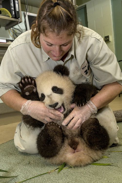 Panda tickle Panda tickle