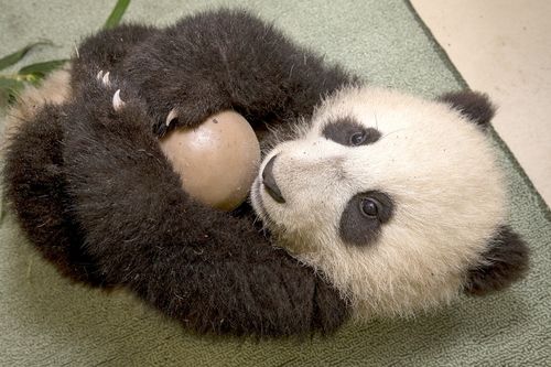 Panda ball Panda ball