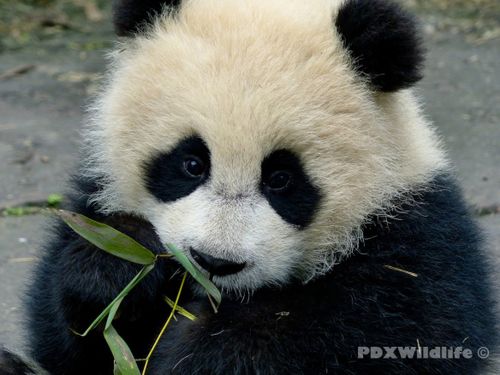 Panda Cub Eating 2